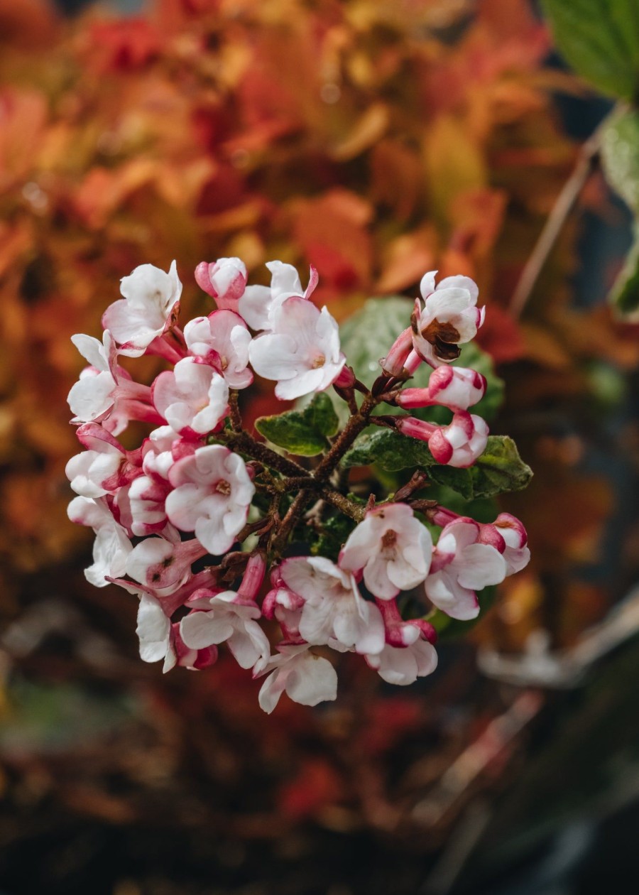 Plants Viburnum Pollinator Garden | Viburnum Carlesii