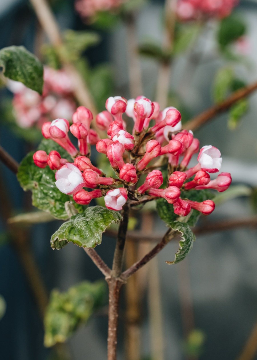 Plants Viburnum Pollinator Garden | Viburnum Carlesii