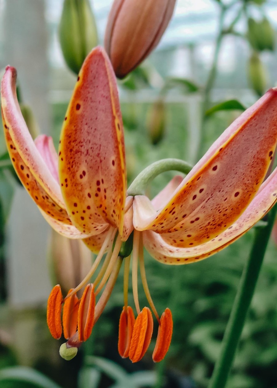 Plants Taylors Bulbs Lily Bulbs | Lilium 'Fairy Morning', Pack Of Three Bulbs