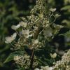 Plants Hydrangea Pollinator Garden | Hydrangea Paniculata Everest