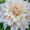 Plants Taylors Bulbs Dahlia Tubers | Dahlia 'Kiev' Tubers