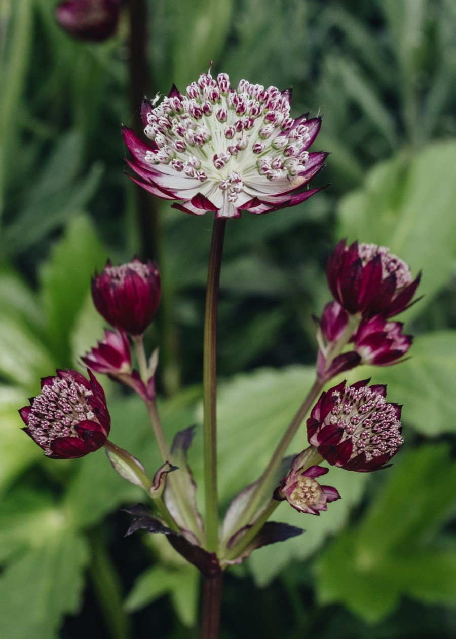 Plants Astrantia Pollinator Garden | Astrantia Major Star Of Passion 3L