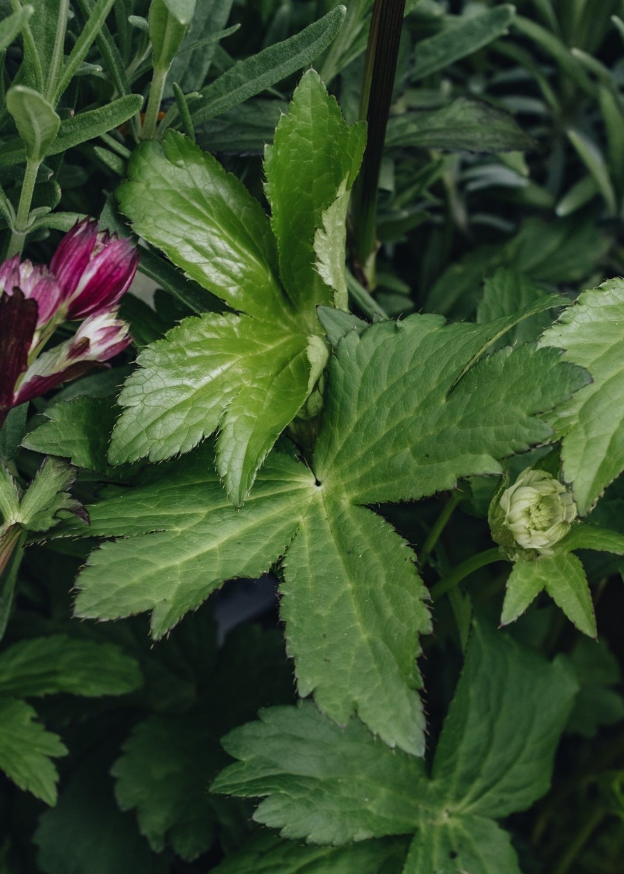 Plants Astrantia Pollinator Garden | Astrantia Major Star Of Passion 3L