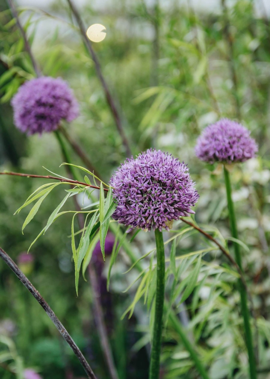 Plants Allium Pollinator Garden | Allium Gladiator