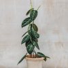 Interiors Burford Garden Co. Houseplants & Pots | Philodendron Melanochrysum