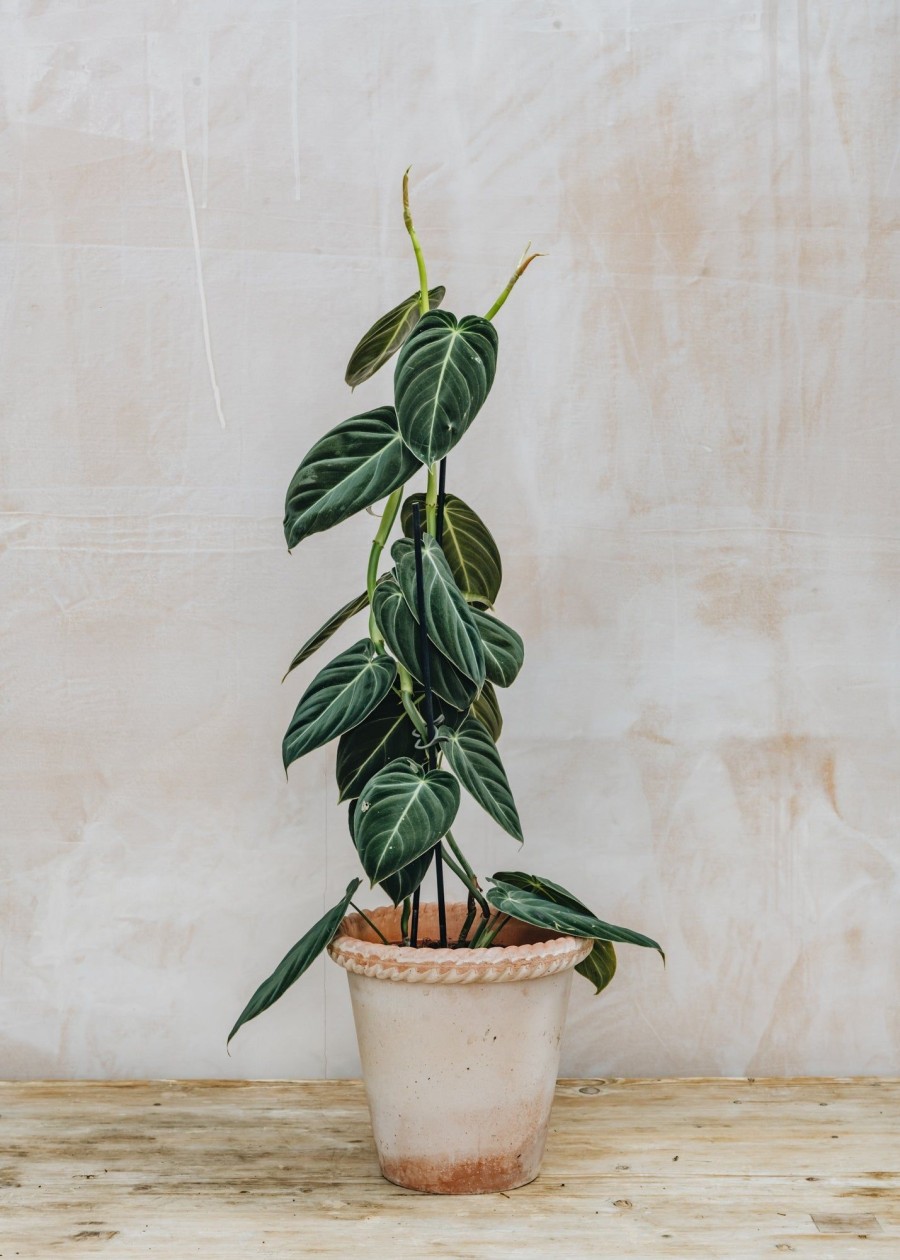 Interiors Burford Garden Co. Houseplants & Pots | Philodendron Melanochrysum