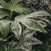 Plants Fatsia Pollinator Garden | Fatsia Japonica 'Spider'S Web'