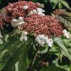 Plants Viburnum Cottage Garden | Viburnum Sargentii Onondaga