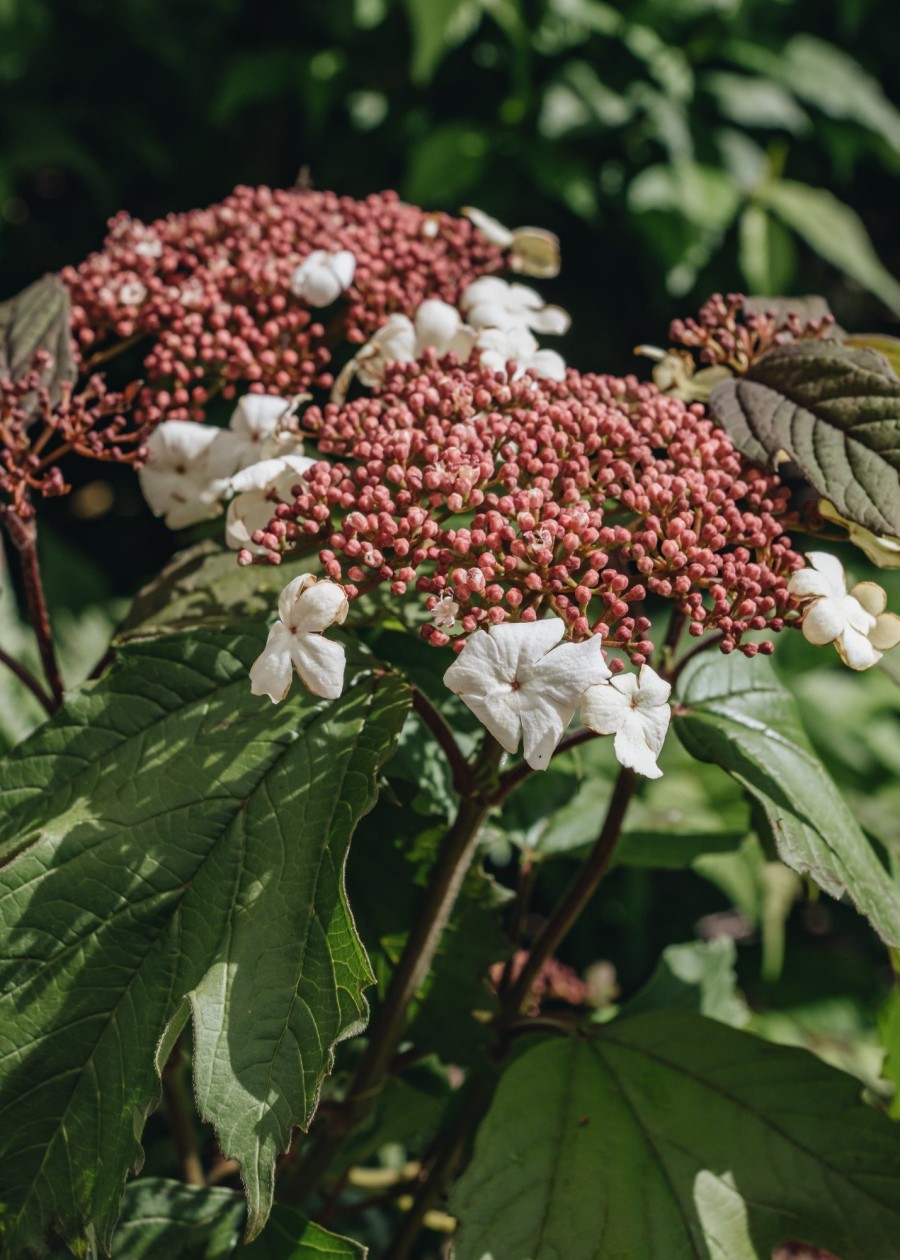 Plants Viburnum Cottage Garden | Viburnum Sargentii Onondaga