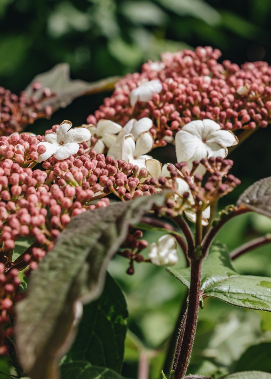 Plants Viburnum Cottage Garden | Viburnum Sargentii Onondaga