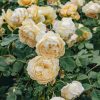 Plants David Austin Roses Rose Garden | David Austin Golden Celebration Rose