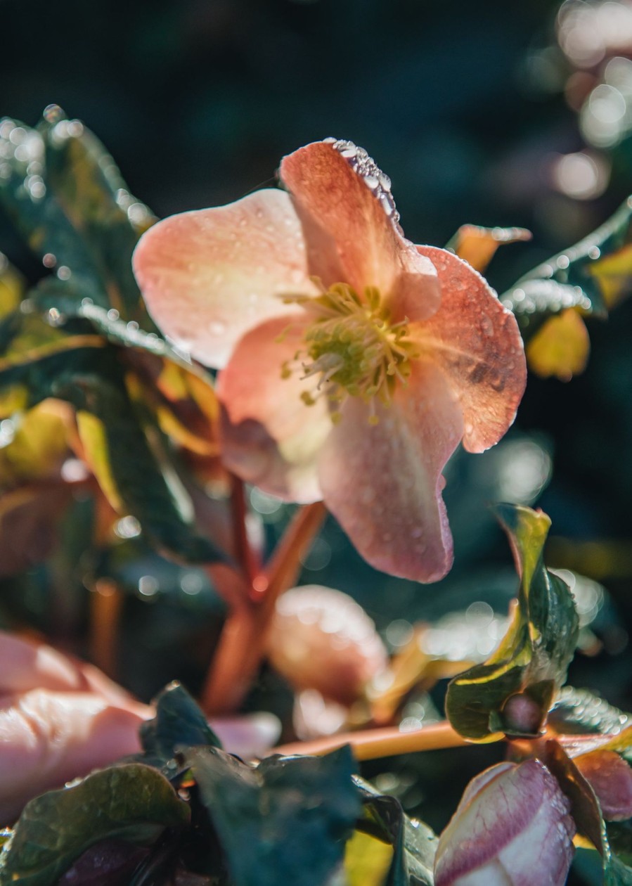 Plants Hellebore Cottage Garden | Helleborus Maestro