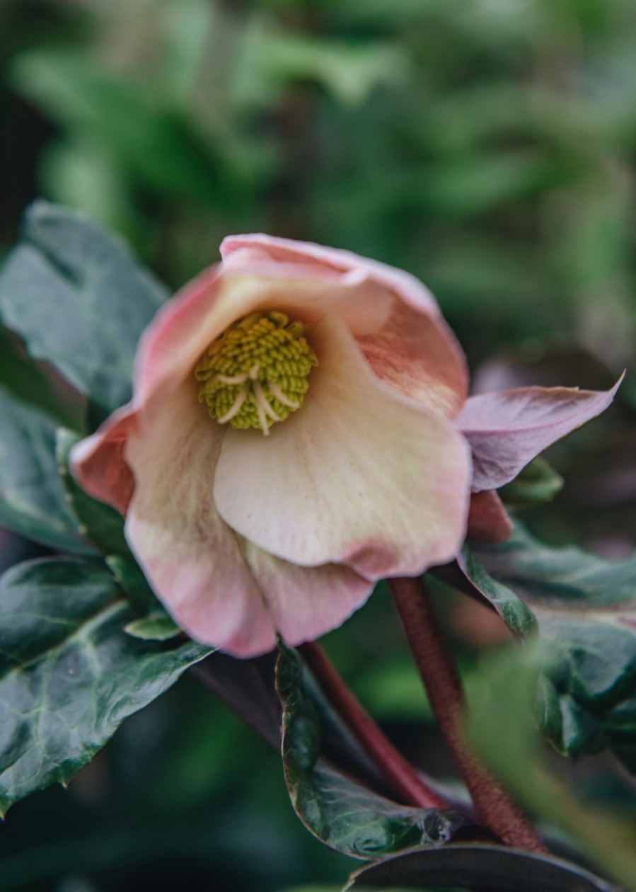 Plants Hellebore Cottage Garden | Helleborus Maestro