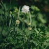 Plants Scabious Pollinator Garden | Scabiosa Columbaria Flutter White