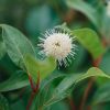 Plants Cephalanthus Pollinator Garden | Buy Cephalanthus Magical Moonlight