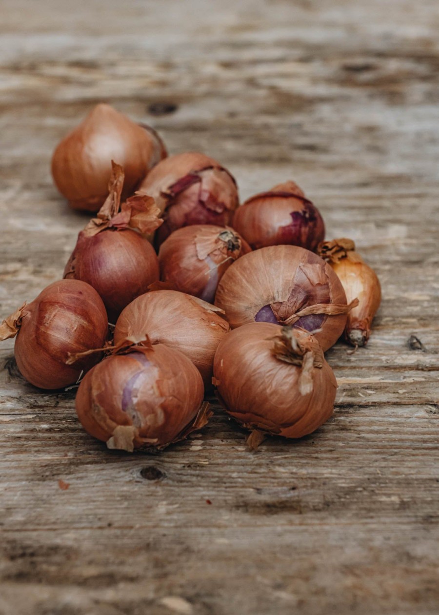 Plants Taylors Bulbs Onion, Shallot And Garlic Sets | Shallot 'Red Sun', Pack Of 10 Sets