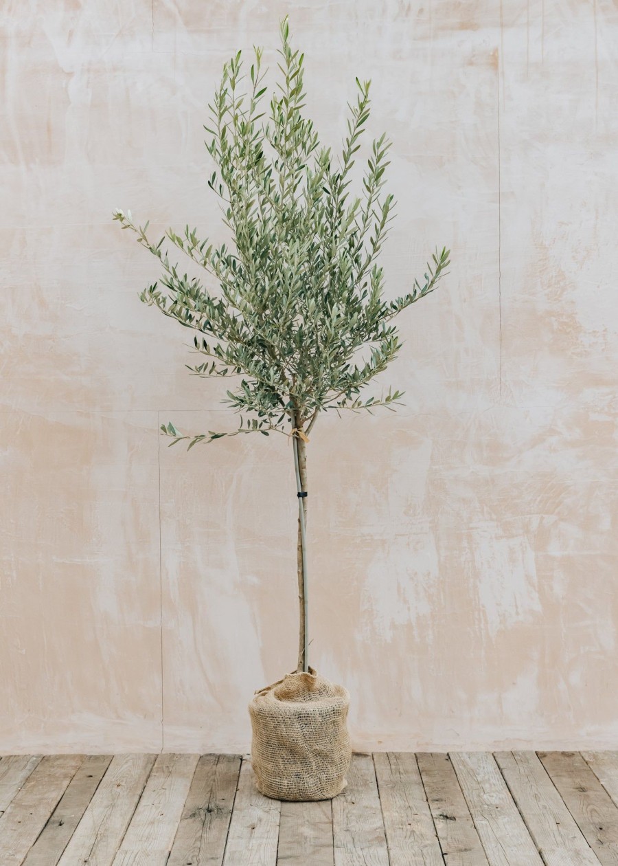 Plants Olive Tree Winter Garden | Half Standard Olive Tree - Olea Europaea Frangivento