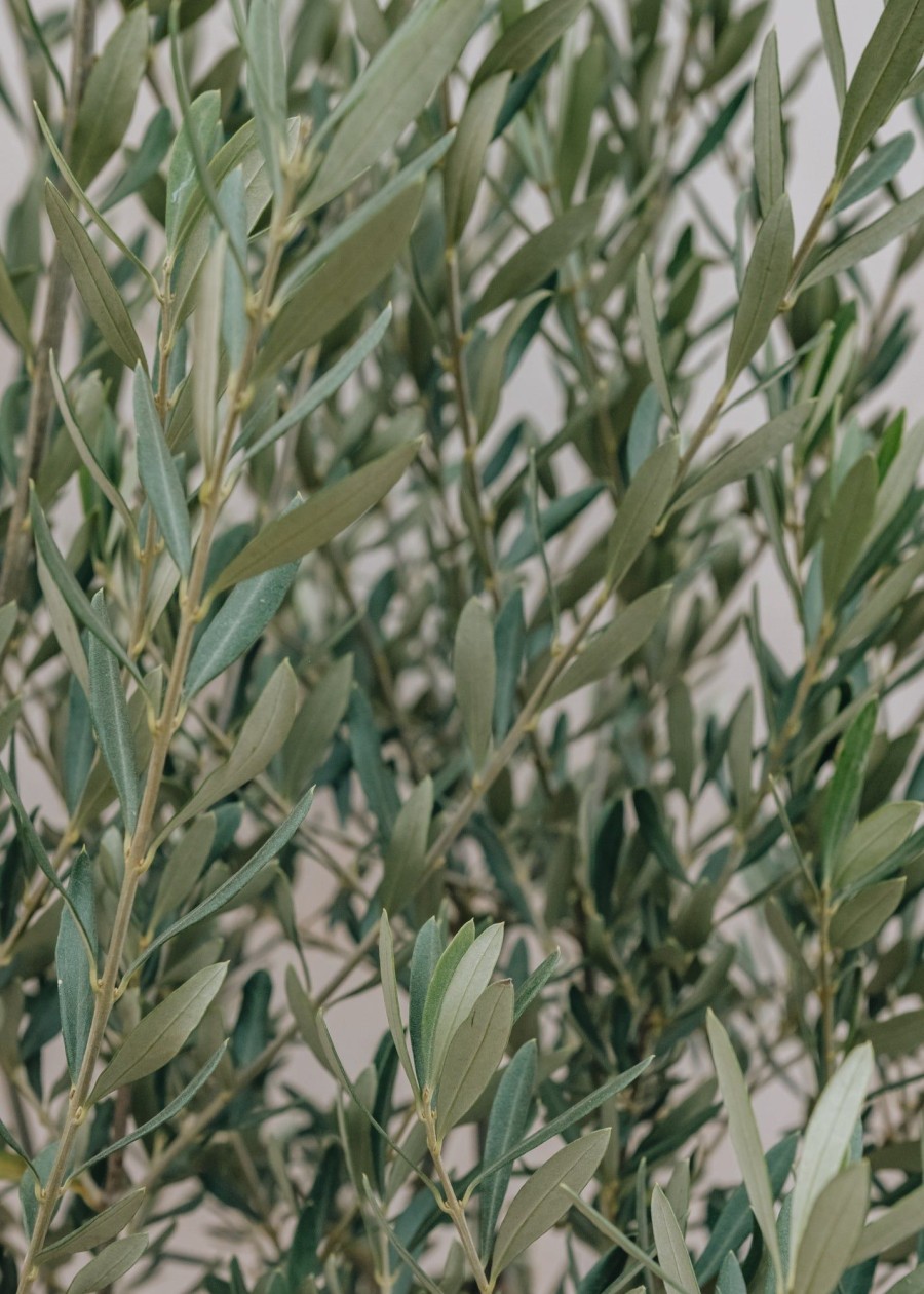 Plants Olive Tree Winter Garden | Half Standard Olive Tree - Olea Europaea Frangivento