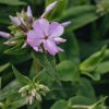 Plants Phlox Pollinator Garden | Phlox Paniculata Rose Bouquet