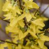 Plants Forsythia Cottage Garden | Forsythia Weekend