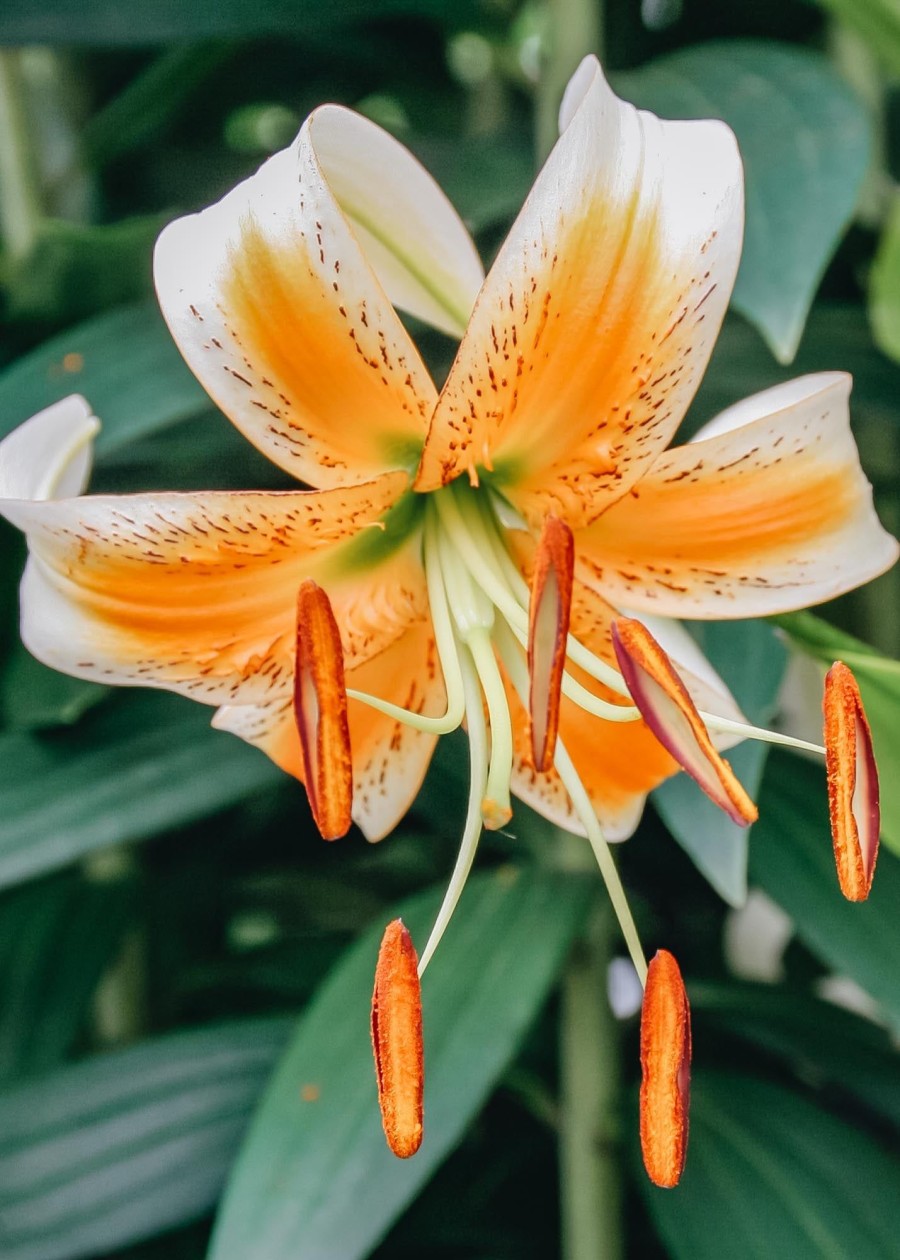 Plants Taylors Bulbs Lily Bulbs | Lilium 'Lady Alice', Pack Of Three Bulbs