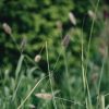 Plants Pennisetum Prairie Garden | Buy Pennisetum Thunbergii Red Buttons| Plants