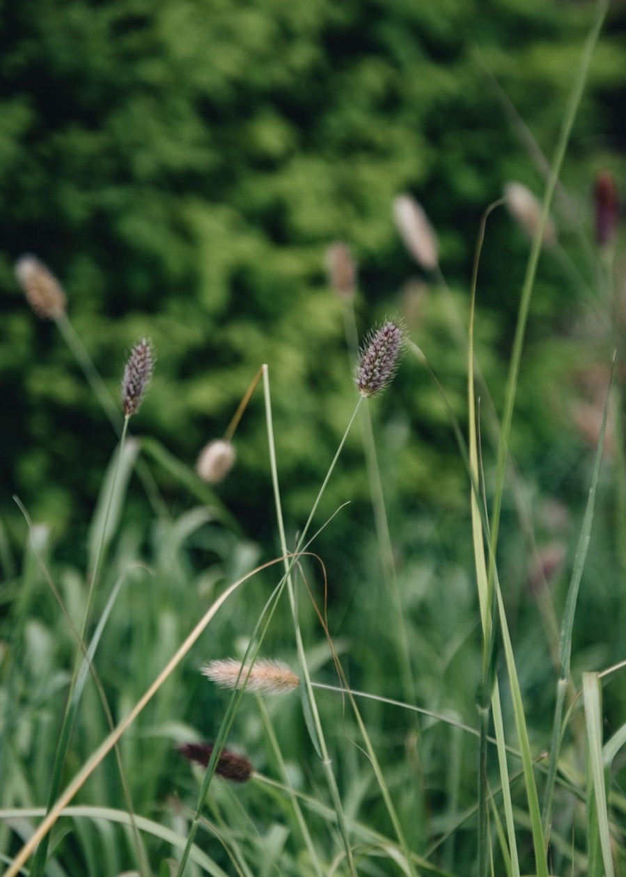 Plants Pennisetum Prairie Garden | Buy Pennisetum Thunbergii Red Buttons| Plants