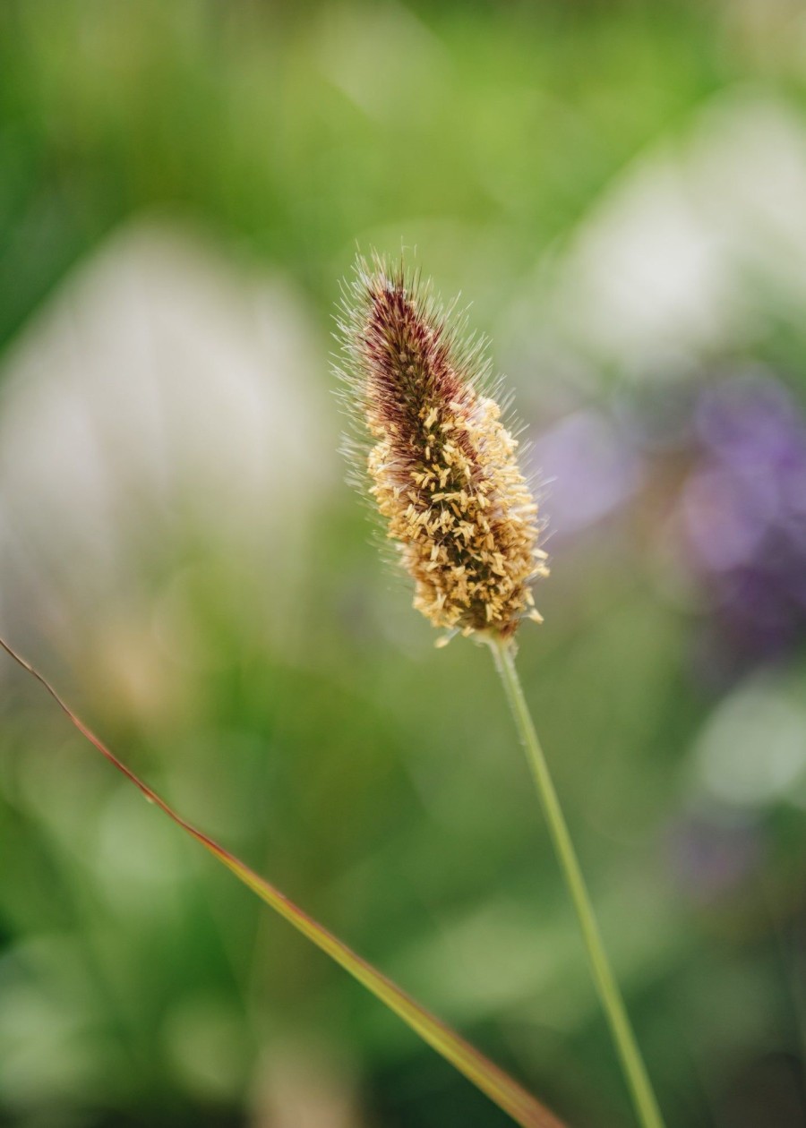 Plants Pennisetum Prairie Garden | Buy Pennisetum Thunbergii Red Buttons| Plants