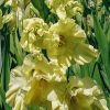 Plants Taylors Bulbs Gladioli Corms | Gladiolus 'Happy Touch', Pack Of 15 Corms