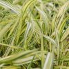 Plants Hakonechloa Prairie Garden | Hakonechloa Macra Aureola 2L