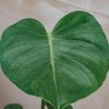 Interiors Houseplants Houseplants & Pots | British Grown Monstera Deliciosa, 12Cm Pot