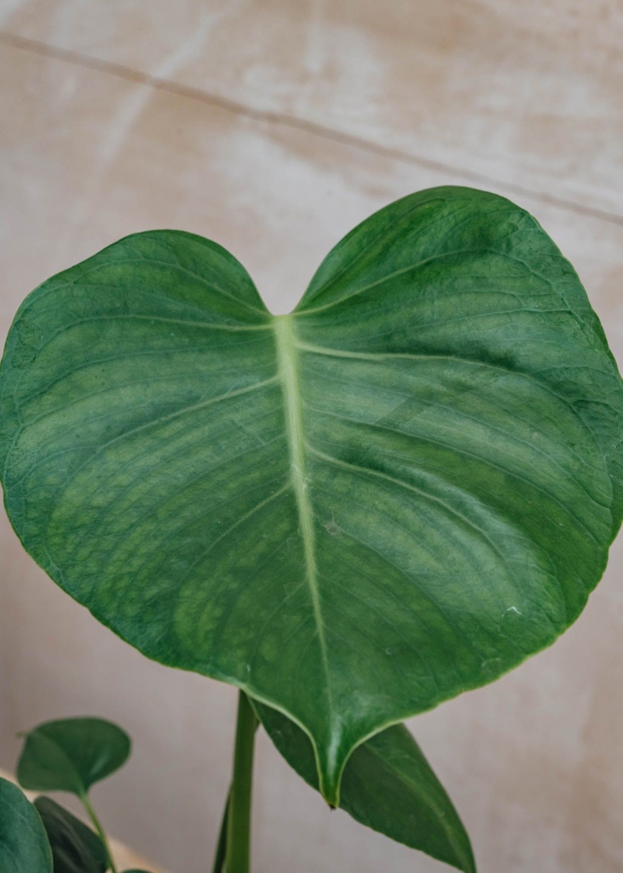 Interiors Houseplants Houseplants & Pots | British Grown Monstera Deliciosa, 12Cm Pot