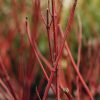 Plants Cornus Cottage Garden | Cornus Alba Elegantissima 3L