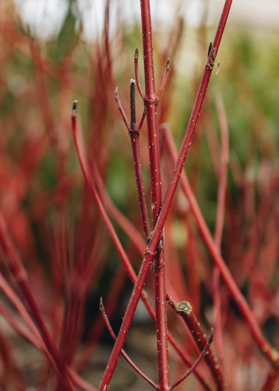 Plants Cornus Cottage Garden | Cornus Alba Elegantissima 3L