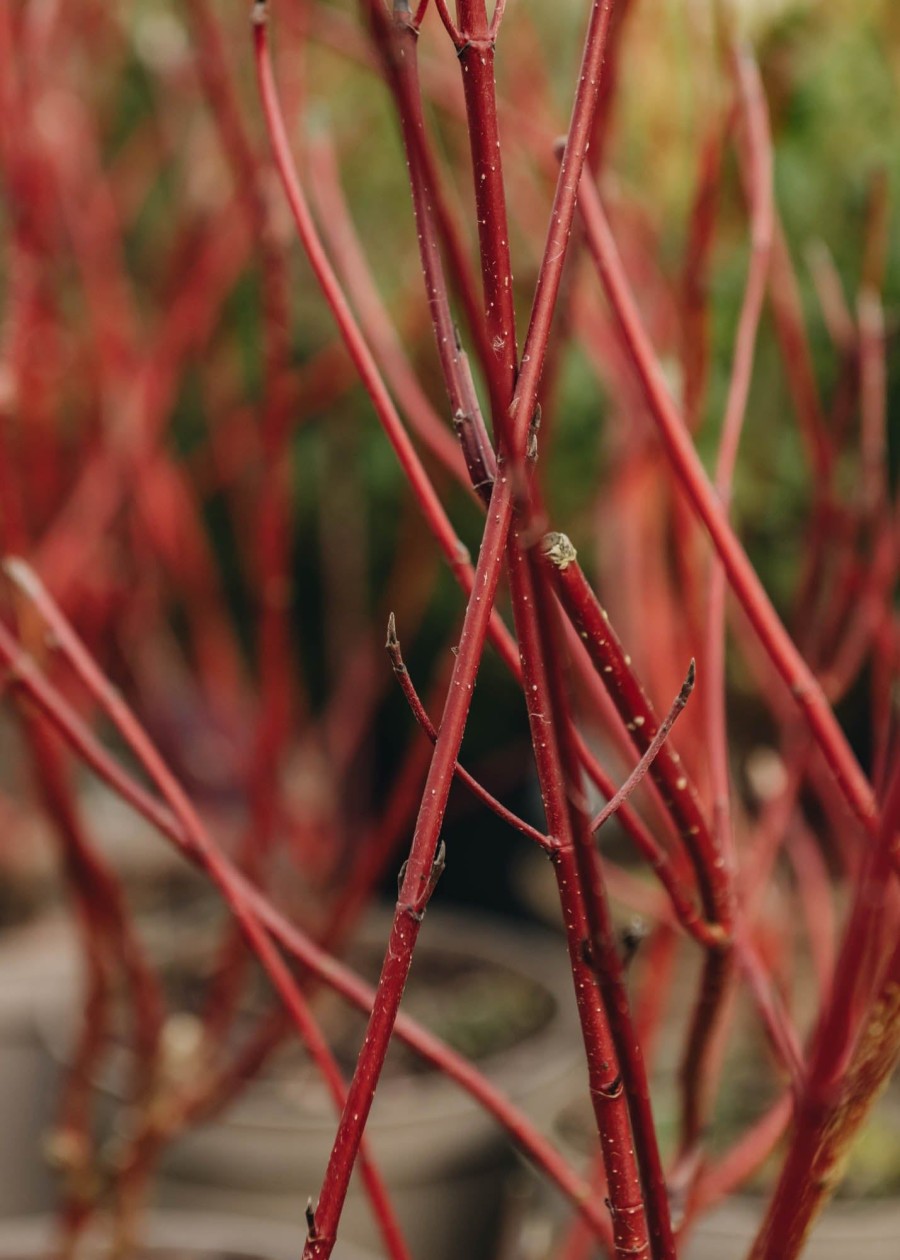 Plants Cornus Cottage Garden | Cornus Alba Elegantissima 3L