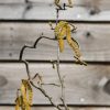 Plants Corylus Cottage Garden | Corylus Avellana Contorta, 30L