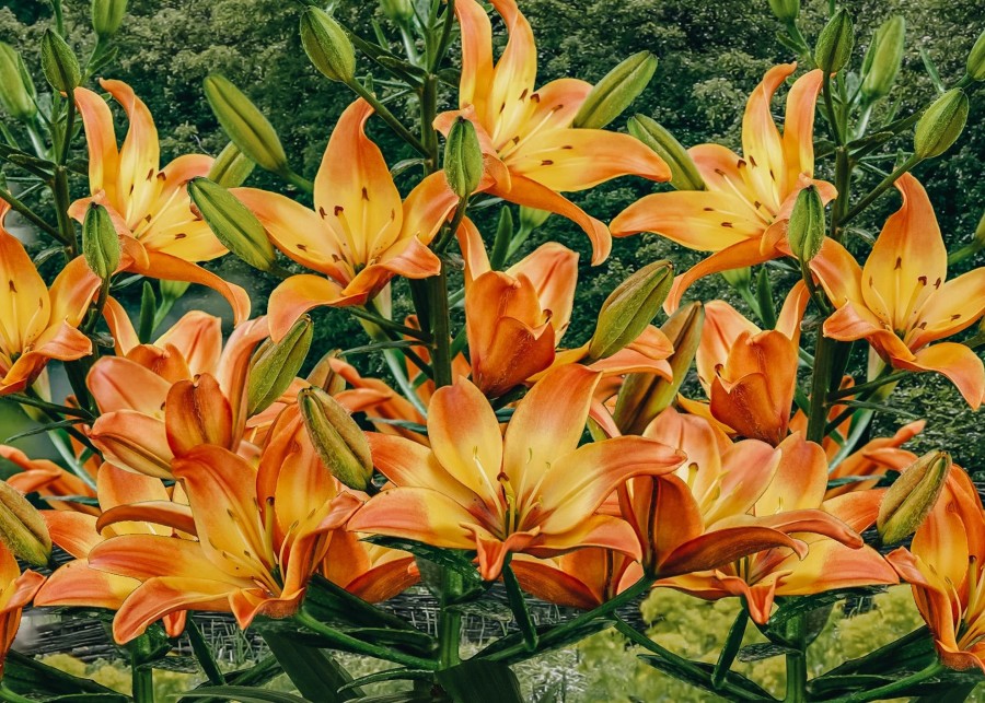 Plants Taylors Bulbs Lily Bulbs | Lilium 'Easy Fantasy', Pack Of Three Bulbs