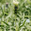 Plants Lavender Pollinator Garden | Lavandula Stoechas Tiara