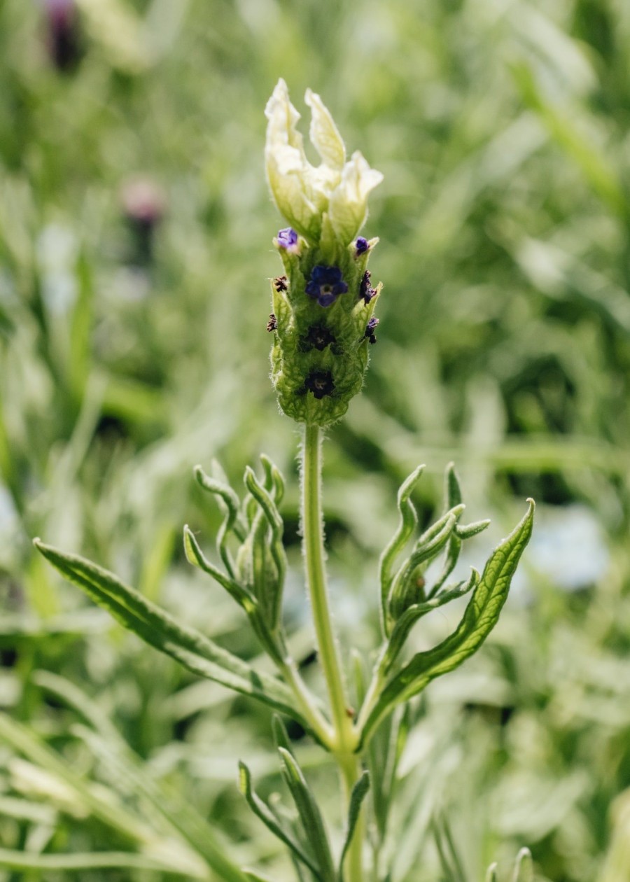 Plants Lavender Pollinator Garden | Lavandula Stoechas Tiara