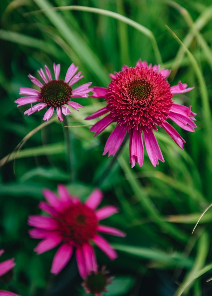 Plants Echinacea Prairie Garden | Buy Echinacea Delicious Candy