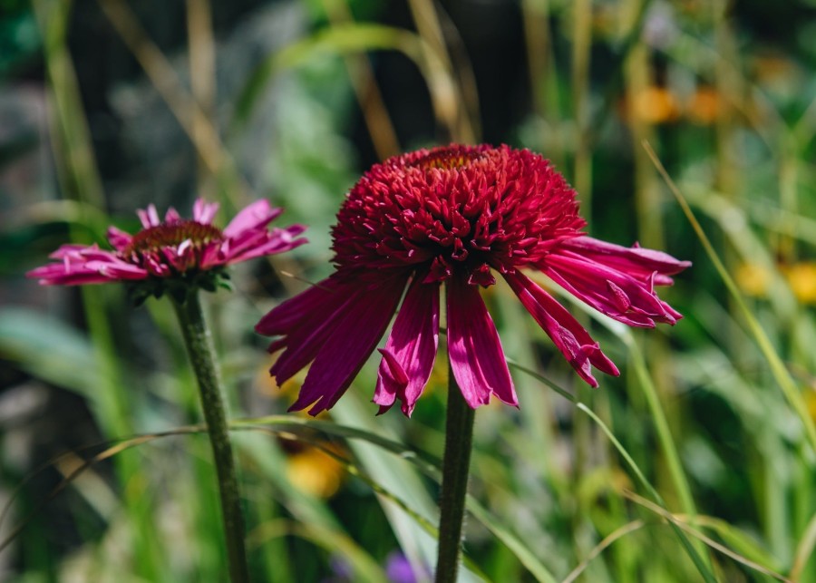 Plants Echinacea Prairie Garden | Buy Echinacea Delicious Candy