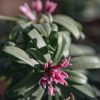 Plants Daphne Pollinator Garden | Daphne Pink Fragrance