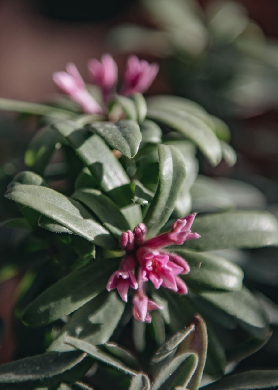 Plants Daphne Pollinator Garden | Daphne Pink Fragrance