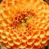 Plants Taylors Bulbs Dahlia Tubers | Dahlia 'Bantling' Tubers