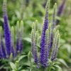 Plants Veronica Pollinator Garden | Veronica Blue Dwarf