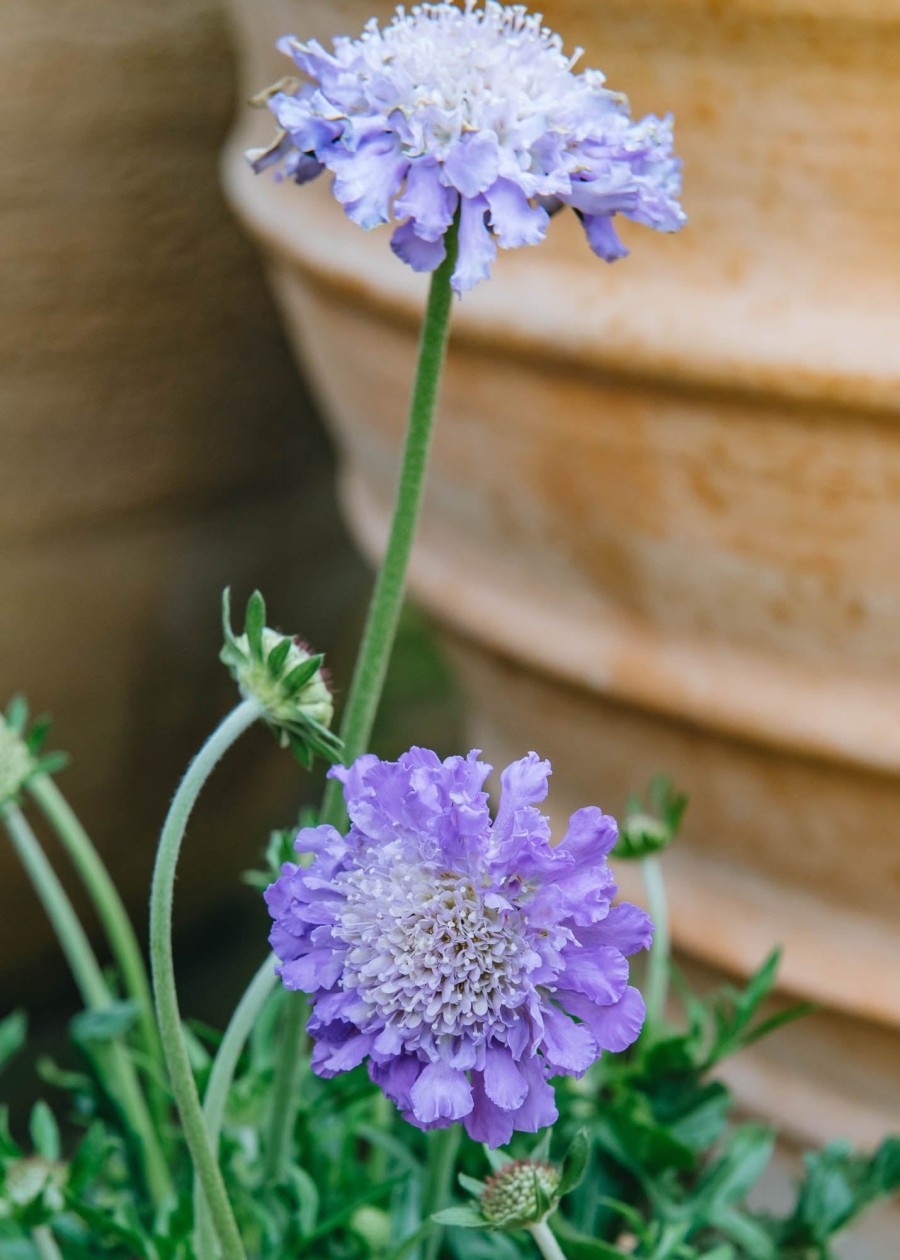 Plants Scabious Pollinator Garden | Scabiosa Butterfly Blue Beauty