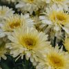 Plants Leucanthemum Perennials | Leucanthemum Real Gold Cup