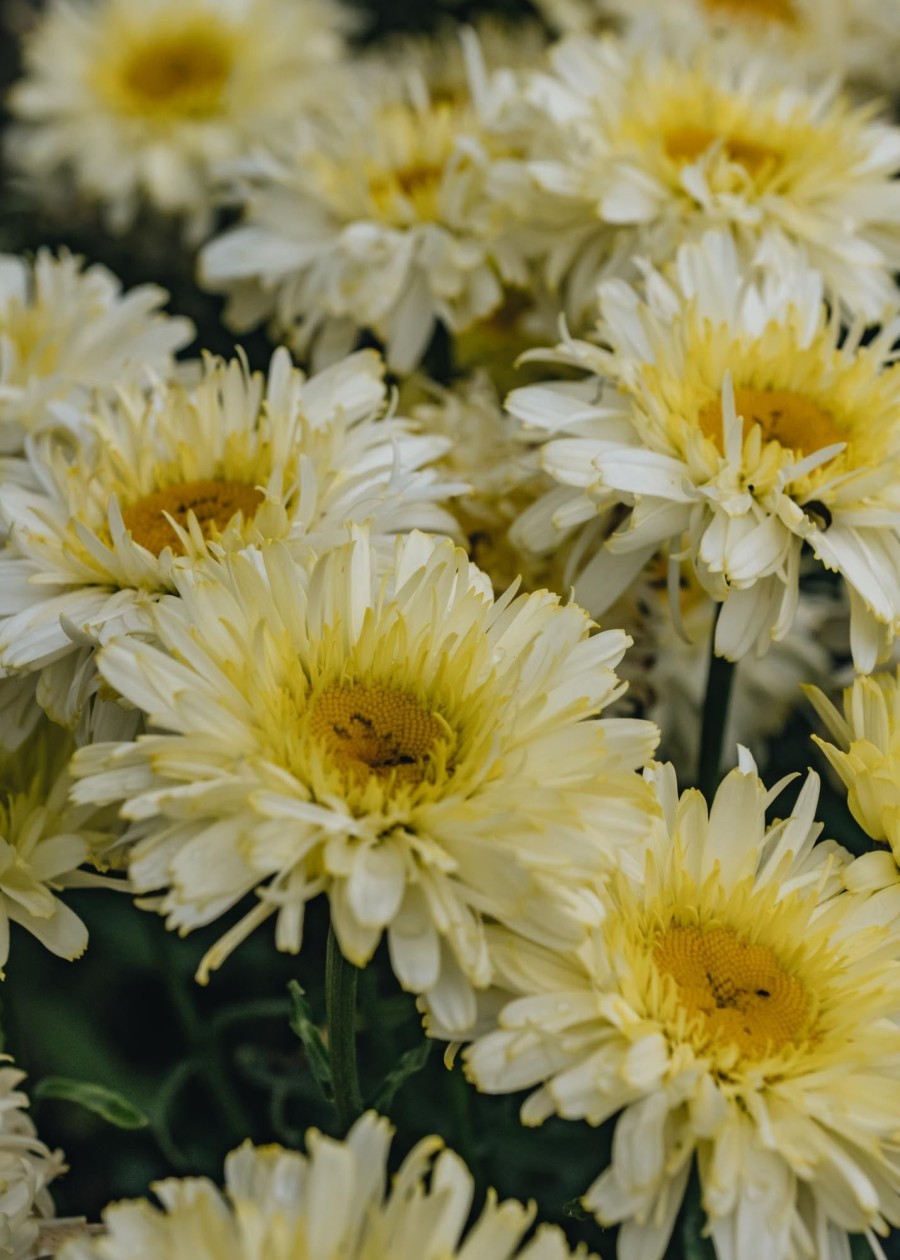 Plants Leucanthemum Perennials | Leucanthemum Real Gold Cup