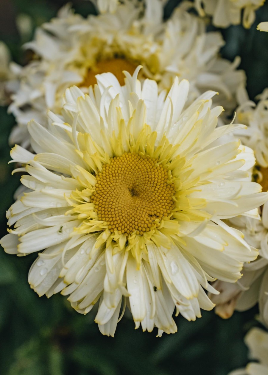 Plants Leucanthemum Perennials | Leucanthemum Real Gold Cup