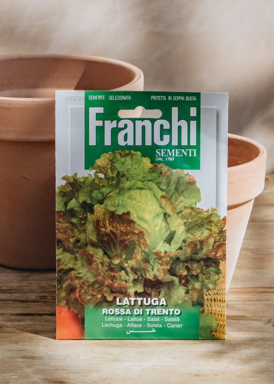 Plants Seeds of Italy Seeds | Franchi Lettuce 'Rossa Di Trento' Seeds